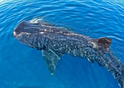Whale Shark 2